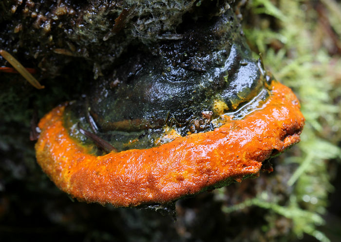 Fungus